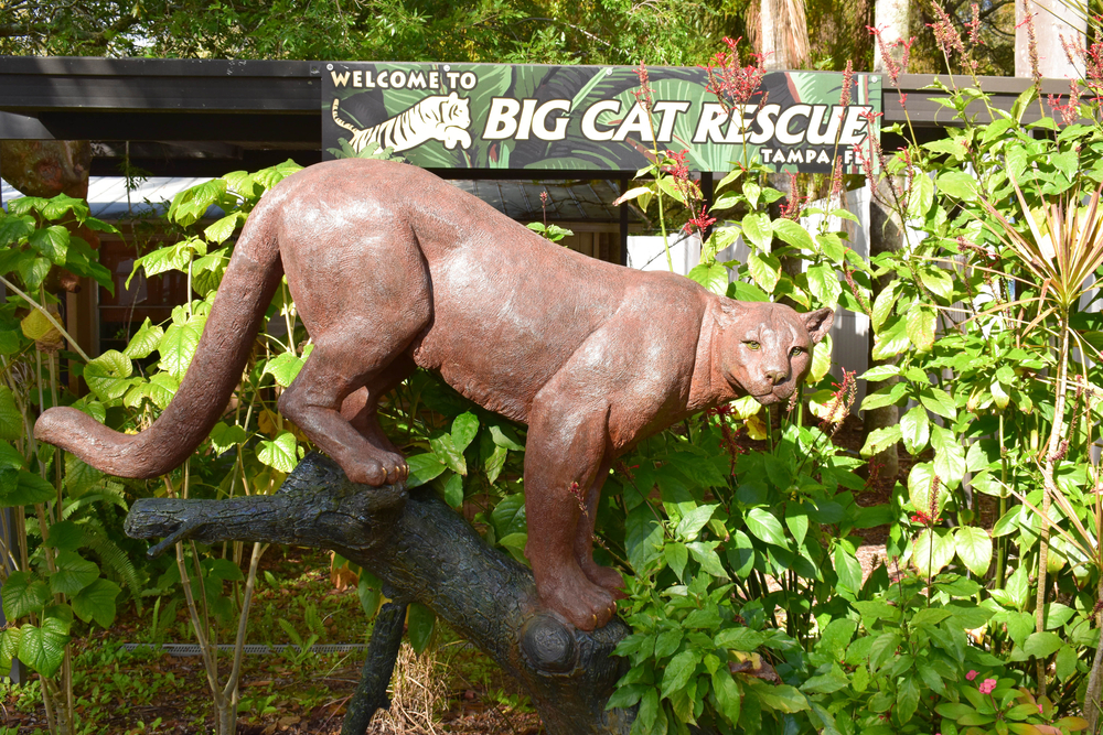 Tampa,,Fl,-,February,16,,2020:,The,Big,Cat,Rescue