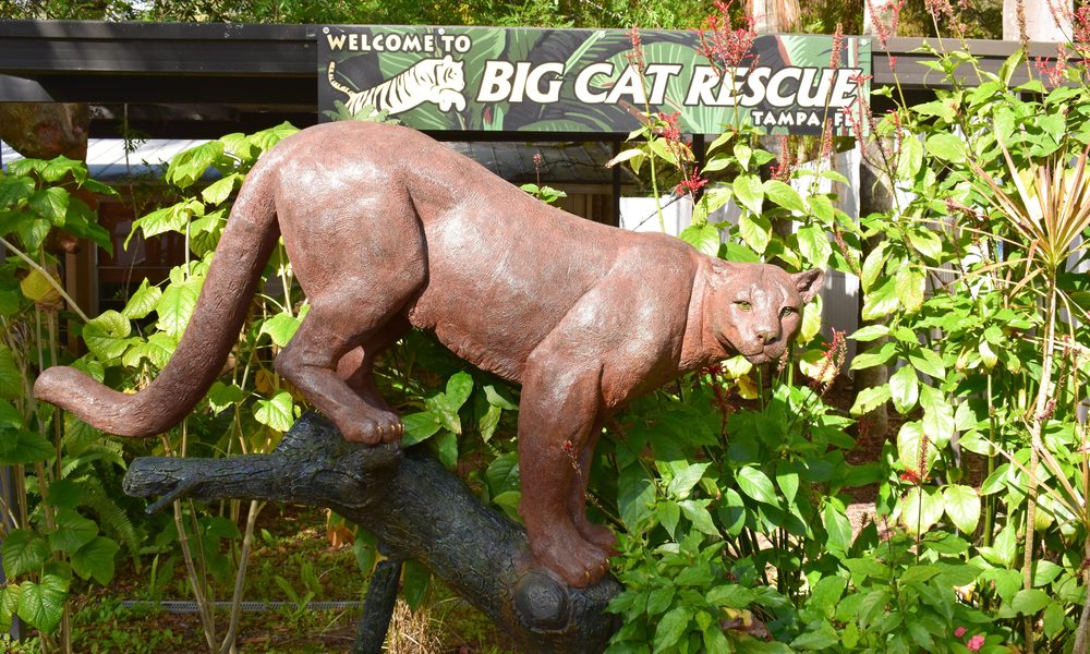 Tampa,,Fl,-,February,16,,2020:,The,Big,Cat,Rescue